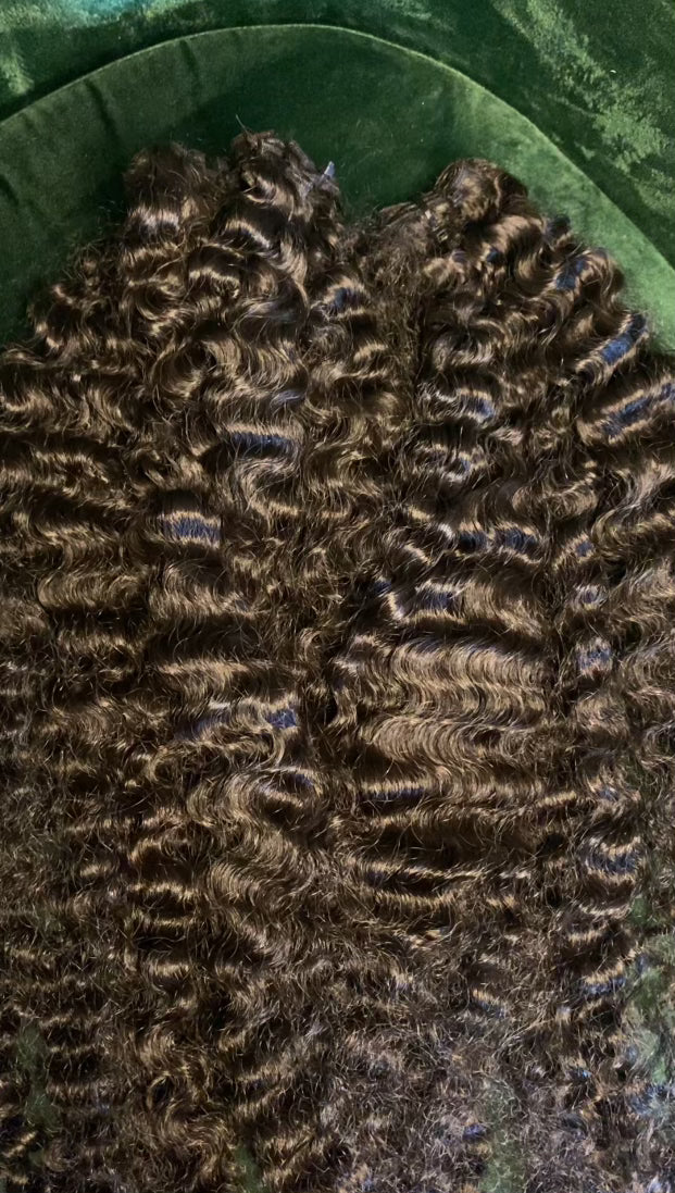 Burmese Curly (on hand) NO REFUNDS